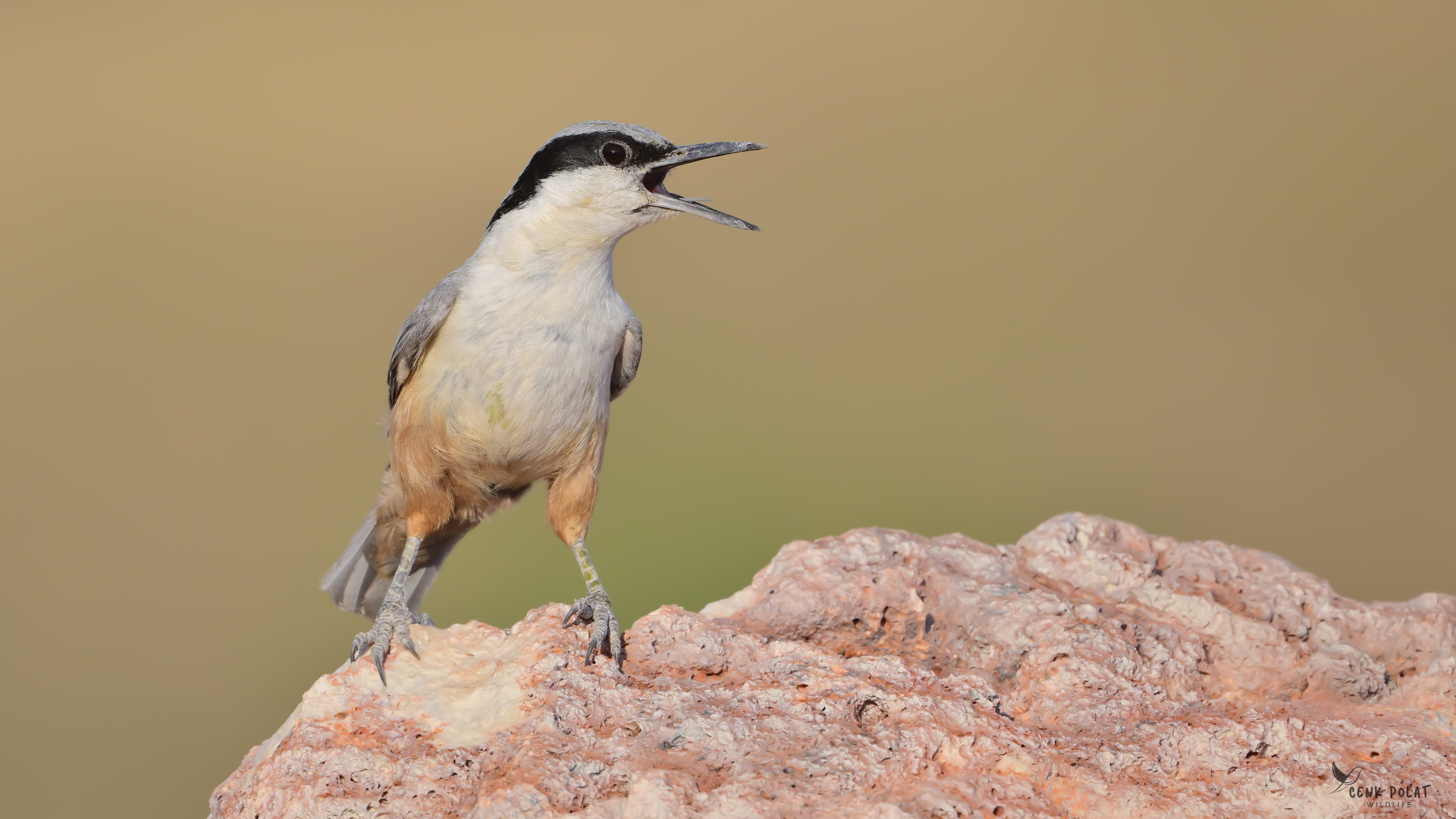 Eastern Rock Nuthatch